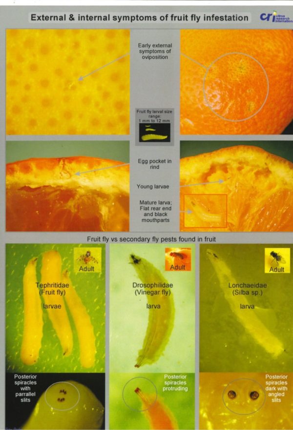 External & Internal Symptoms of Fruit Fly Infestation A4