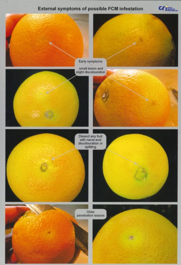 External Symptoms of possible FCM Infestation A4 (Copy)