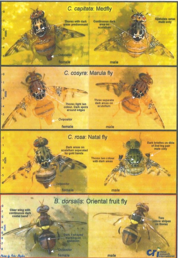 Fruit Fly Identification sheet A4