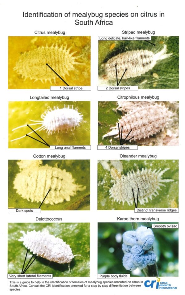 Identification of mealybug species on citrus in South Africa A4