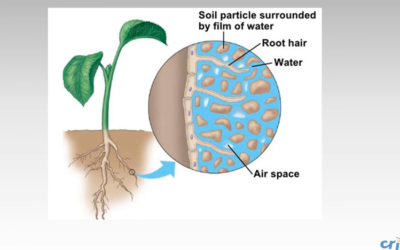 Irrigation of young and bearing citrus orchards: Getting the basics right by Coenraad Fraenkel