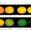 Soft Citrus Colour Poster A3 - Set No. 36