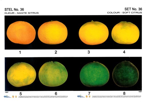Soft Citrus Colour Poster A3 - Set No. 36