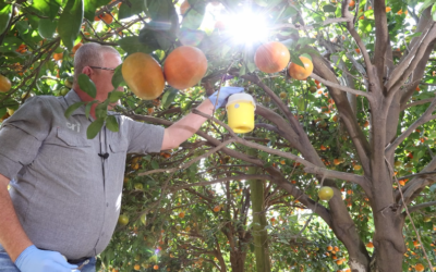 How to use a Bucket Trap System by Andre Combrink