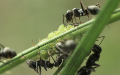 Monitoring and Control of Ants by Wayne Mommsen