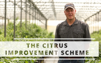 Citrus Improvement Scheme Explained: Ensuring Certified, Disease-Free Citrus Trees